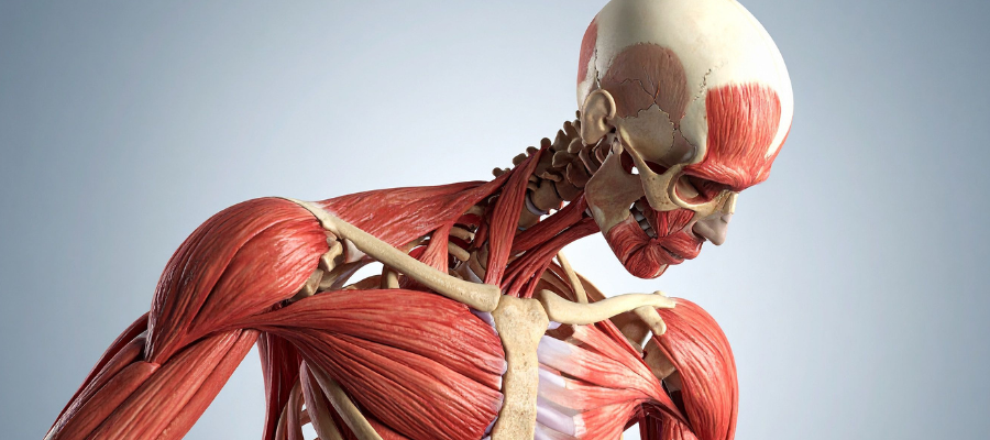 Expressões idiomáticas sobre o corpo humano em inglês: entenda e use no dia a dia